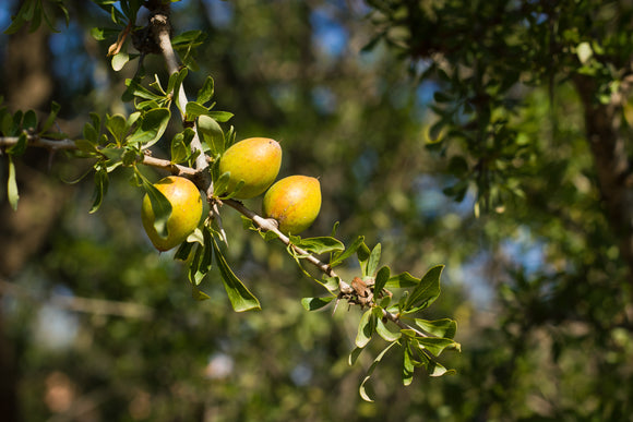 Natural Botanical Extracts